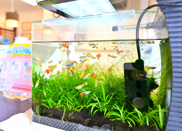 あおぞら整骨院【鍼灸】(熱帯魚を見ながらゆったりとお過ごしください。)