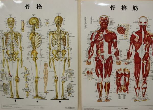 和泉鍼灸整骨院(掲載物)