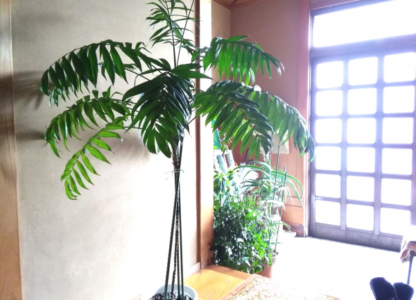 山光整体療術院(－)