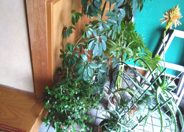 山光整体療術院(－)