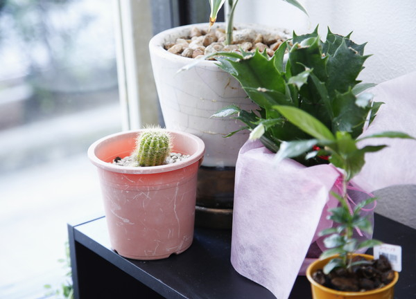 ぬの整骨院(植木の花なども増やしていきます)