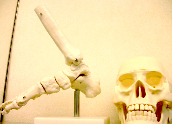 ＳＵＮ鍼灸整骨院(等身大人体模型「ガイコツ」)
