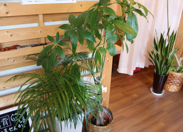 杭全整骨院【鍼灸】(リラックスしてお過ごしいただけるよう観葉植物をおいています。)