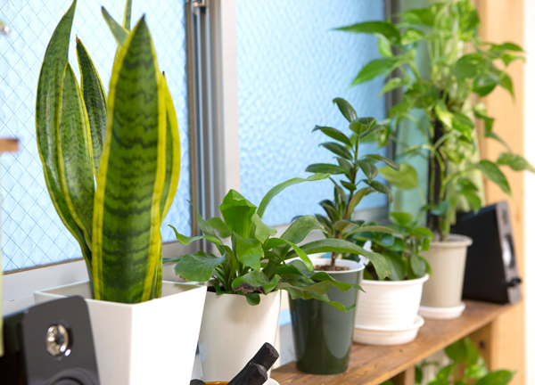 お客様にリラックスしていただけるように植物を飾っています。