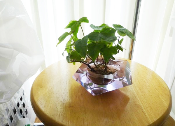 杉原接骨院　中村日赤院【鍼灸】(植物を置いてあります。)