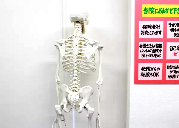 すこやか整骨院鶴田院(模型があるので骨格のご説明いたします◎)