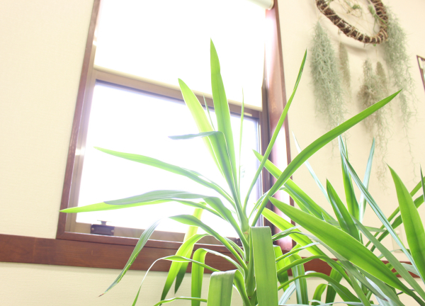 整骨院和らぎ(陽をたくさん浴びた植物たちが心の癒しを提供♪)