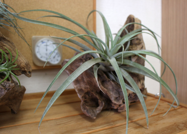 整骨院和らぎ(目に付く場所に癒しの緑が添えられております☆)