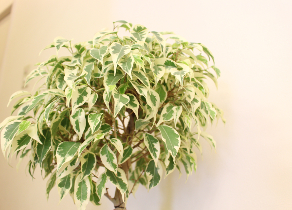 木賀鍼灸整骨院(ところどころで自然を感じさせてくれます★)